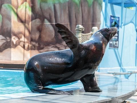sea-lion-at-hersheypark.jpg